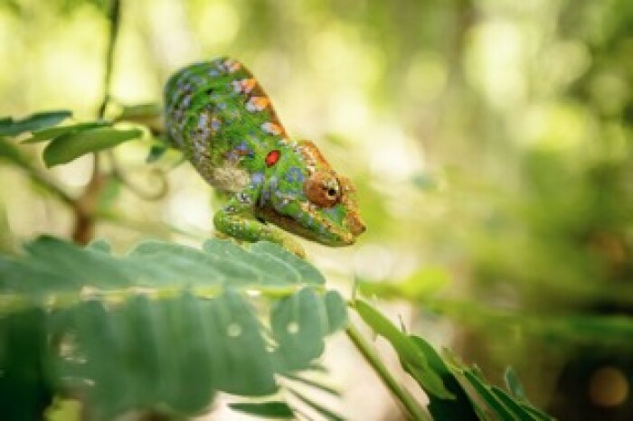 Kirindy Forest chameleon image