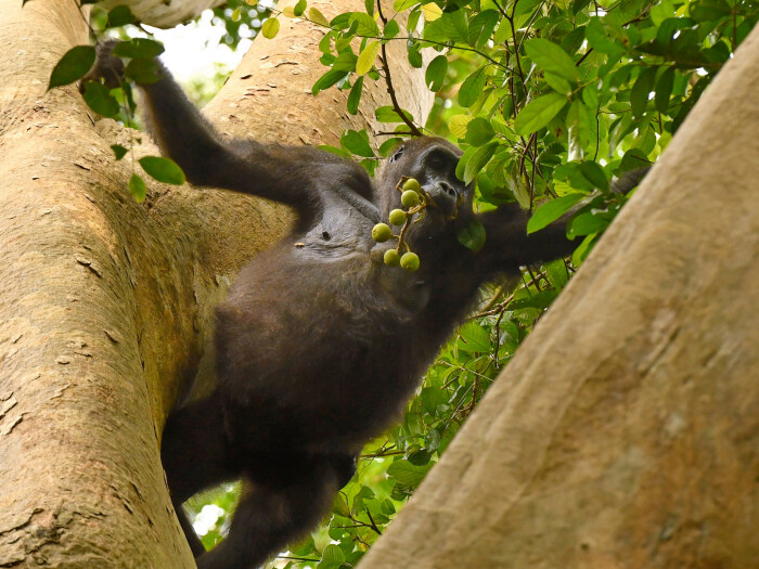 Gorilla in a tree with fruit in his mouth image